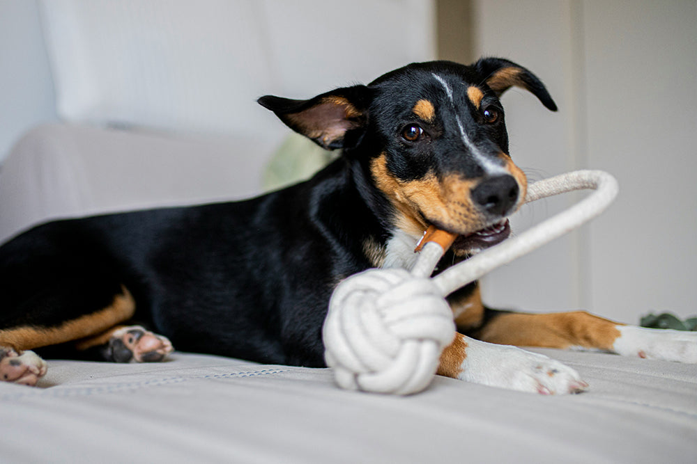5 Ways to Tire Out Your Dog
