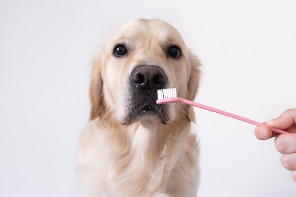 Smile Bright: Dental Tips for Dogs Who Hate Brushing