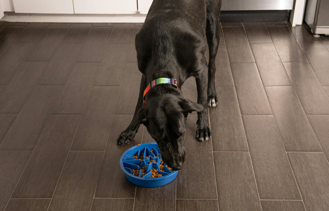 Reasons to Try a Slow Feed Dog Bowl | Benefits & Best Options for Your