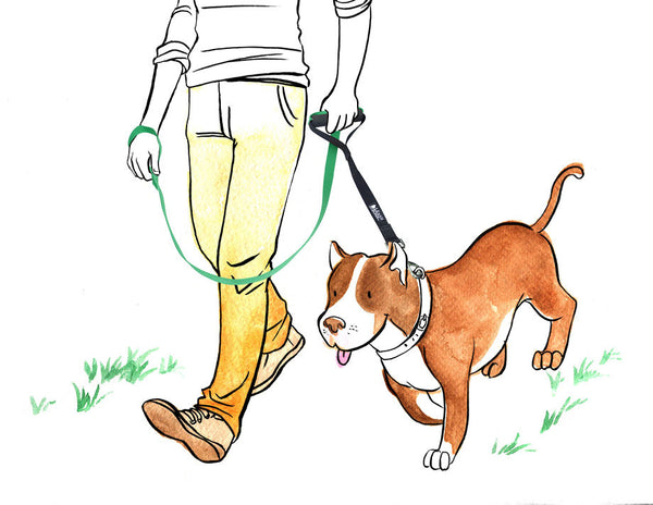 How To Stop Your Dog From Pulling