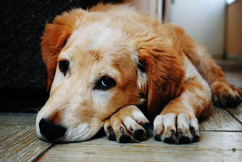 How to Crate Train your Dog
