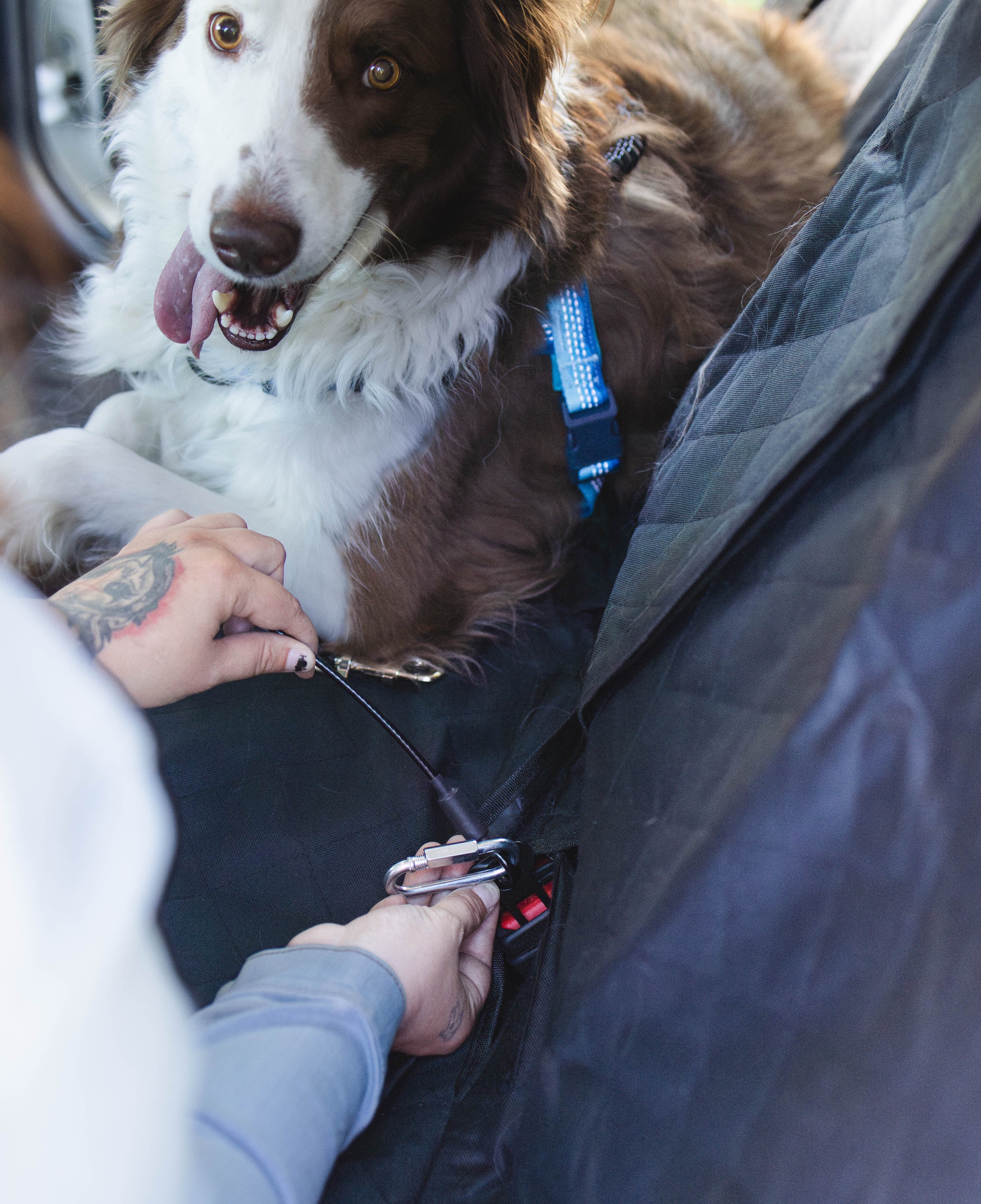 Chew-Proof Dog Seatbelt