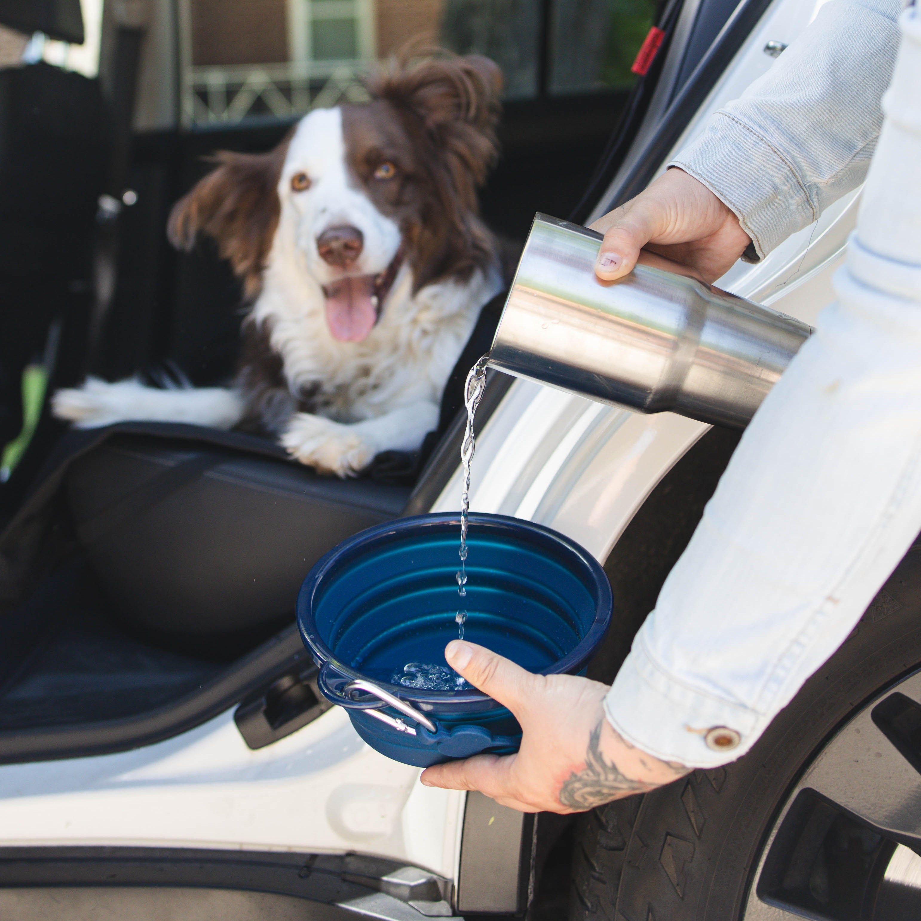 Collapsible Dog Bowl