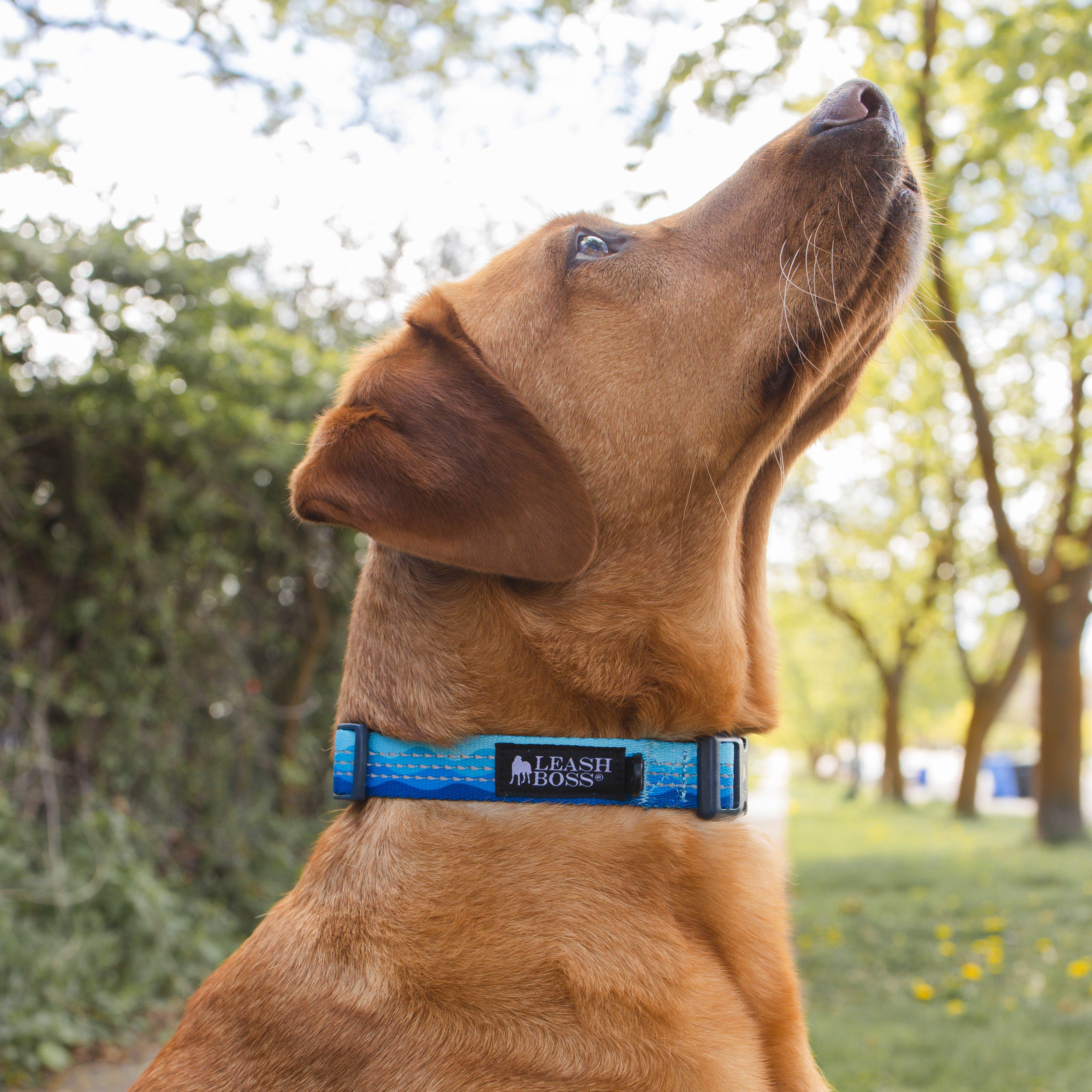 Chain Martingale Dog Collar