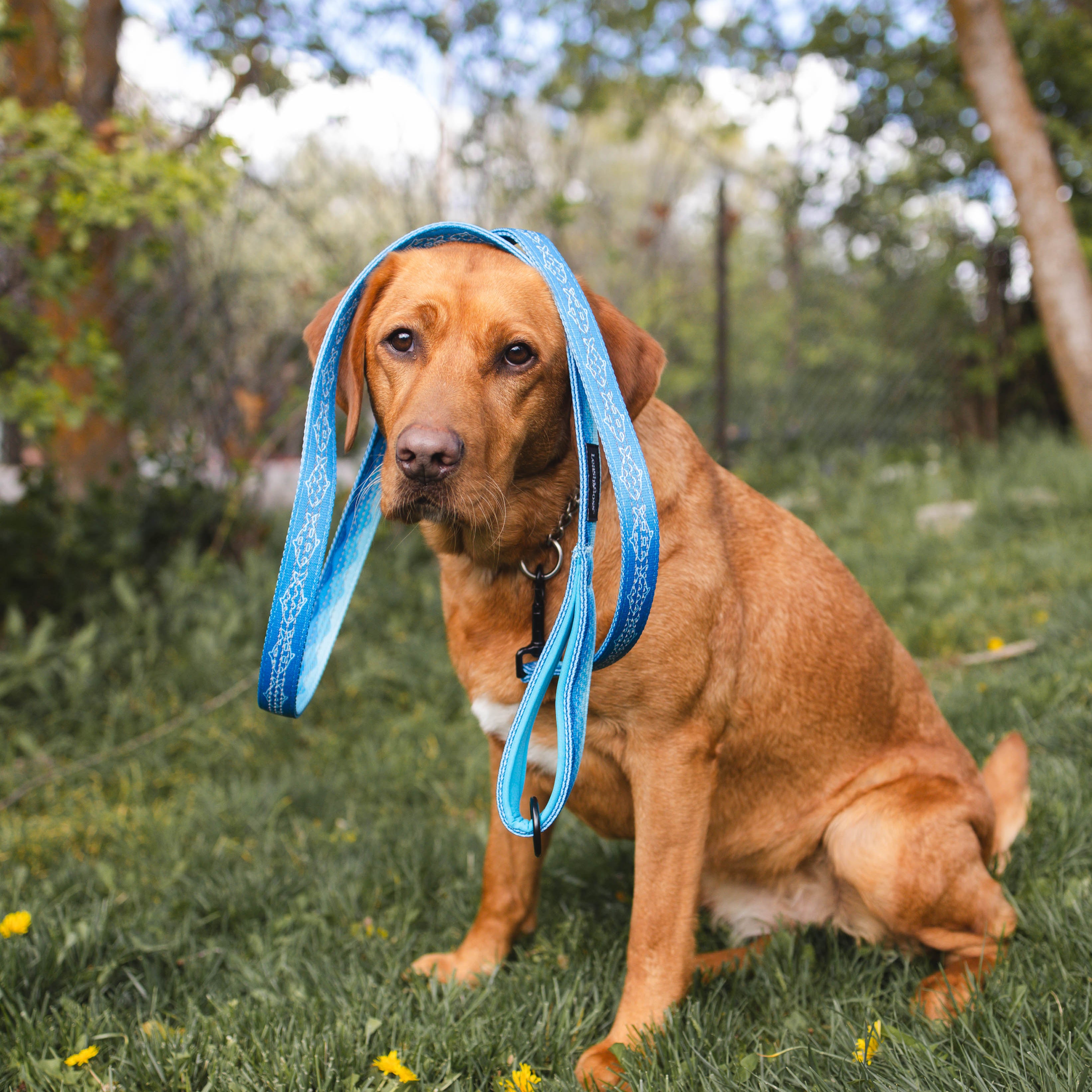 6-ft Reflective Dog Leash