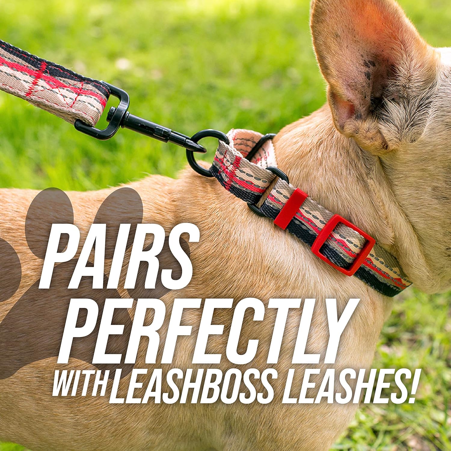 Martingale Dog Collar - Solid Collection