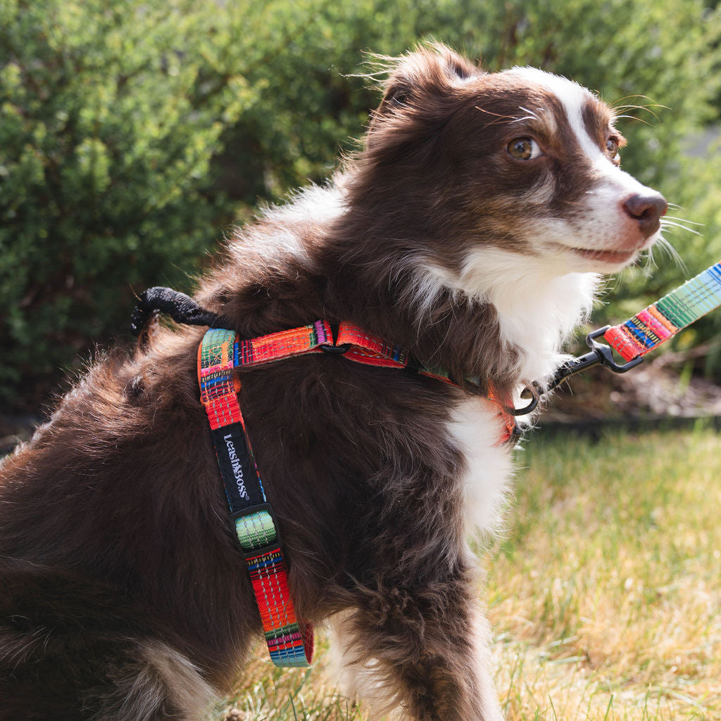 No-Pull Dog Harness