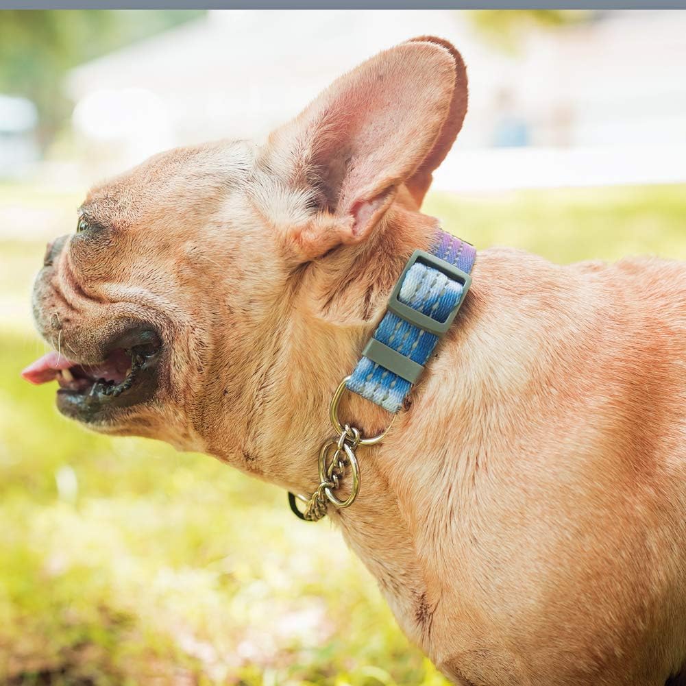 Chain Martingale Dog Collar