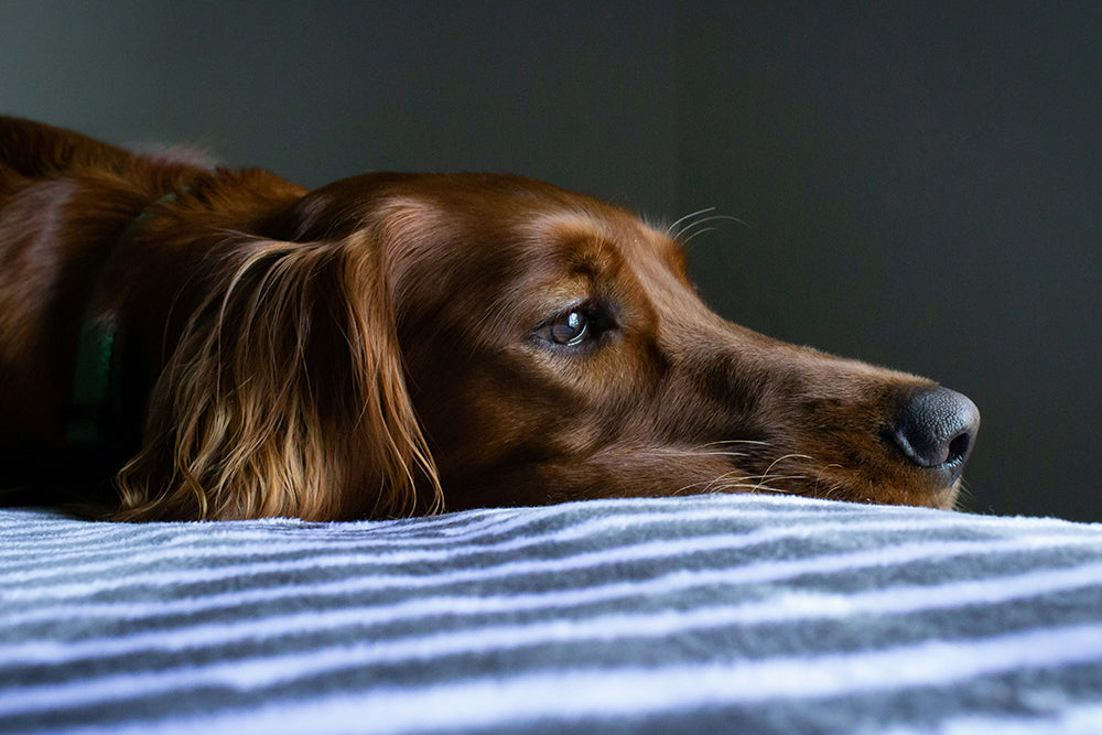 Paw Alert: Early Signs of Illness in Your Pup