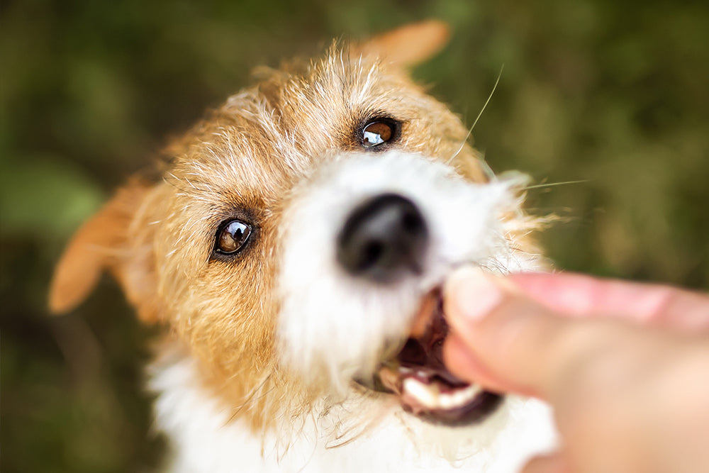 Feeding Fido: Choosing the Right Dog Food