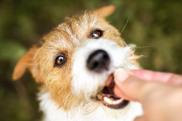Feeding Fido: Choosing the Right Dog Food