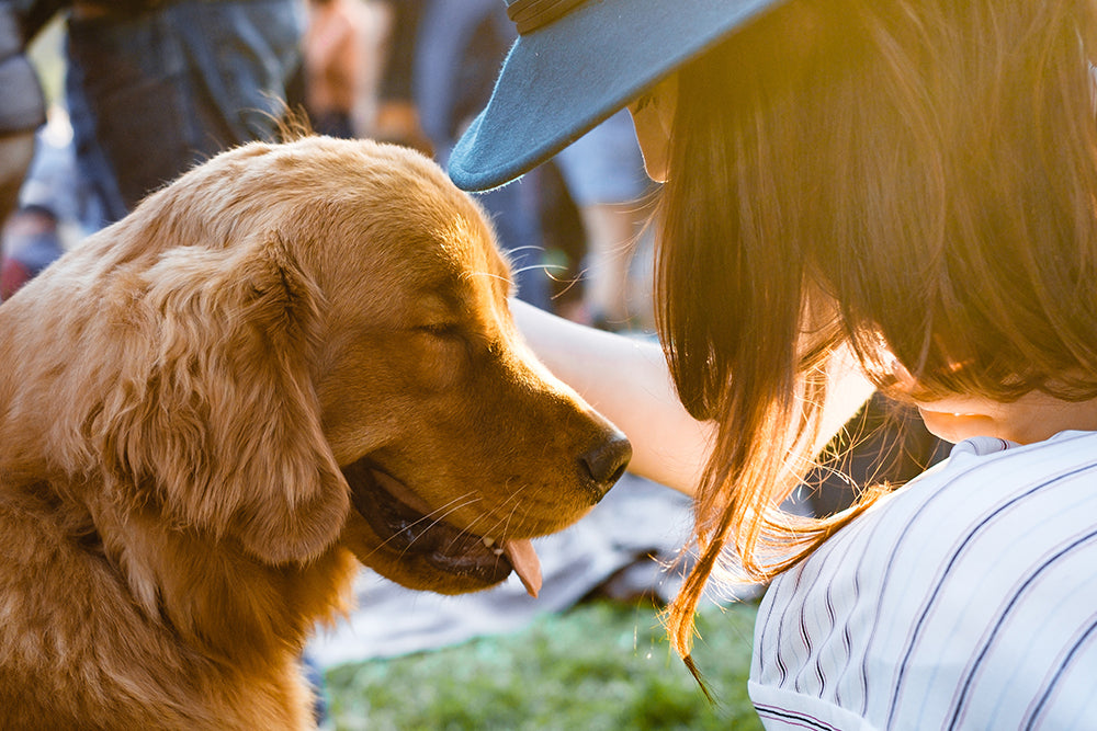 5 Ways to Improve Your Dog's Mental Health (And Yours Too!)