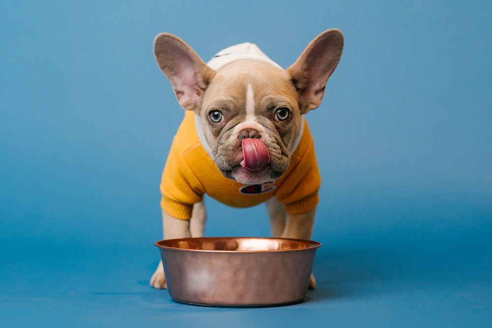Wet vs Dry Food - Which is Best for Your Dog?