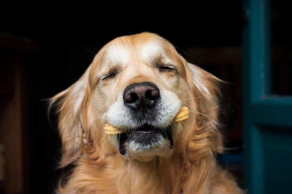 Why Do Dogs Prefer Treats to Their Main Food?