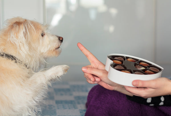 Which Human Foods Are Toxic to Dogs?