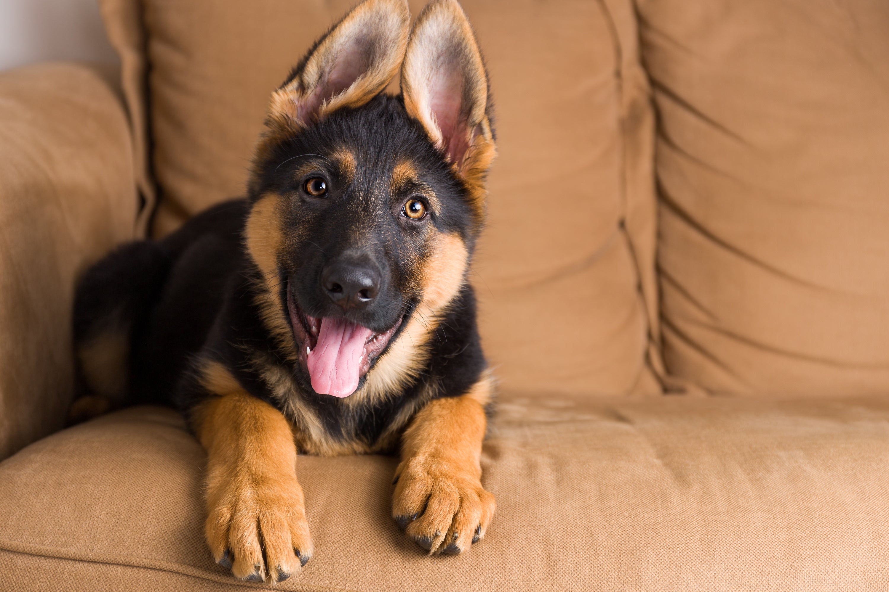 happy dog with tongue out on couch