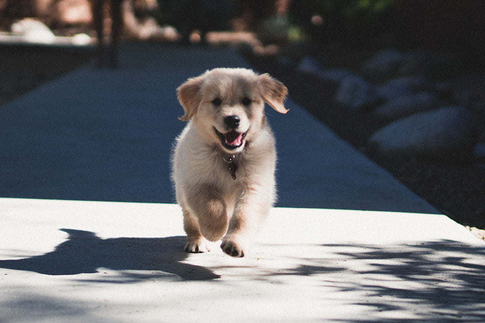 How to Stop Excitement Jumping