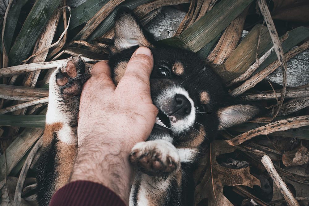 How to Stop Puppy Biting