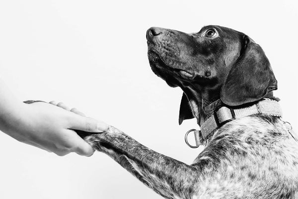 5 Hand Signals to Teach Your Dog