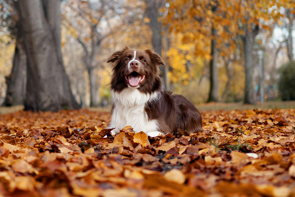 Fall Adventures with Your Dog