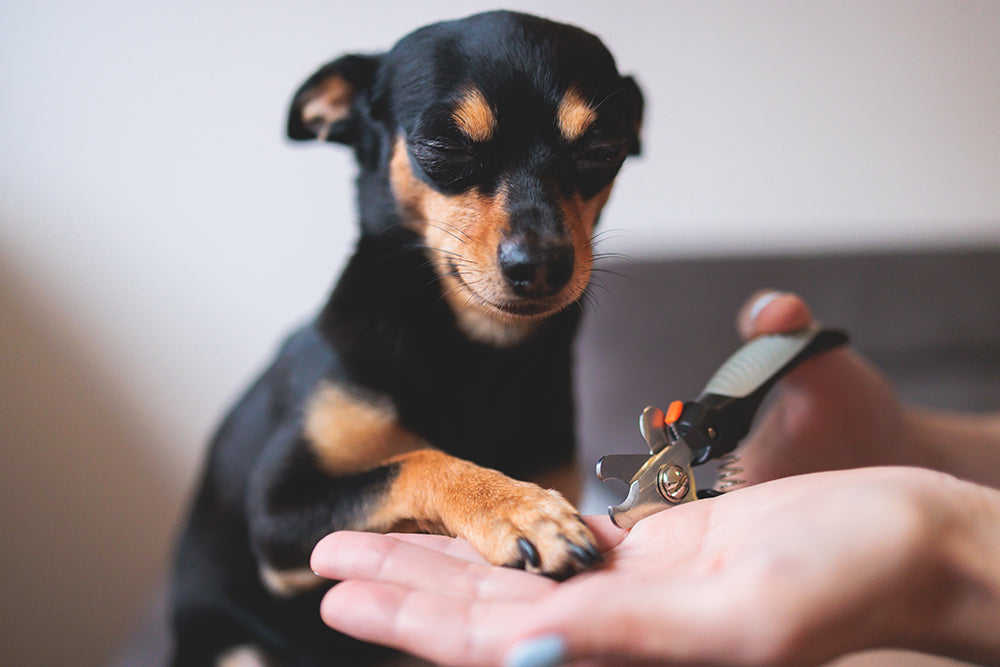 Spring Cleaning for Your Dog