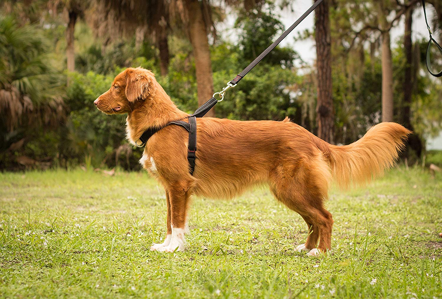 Picture of Best No Pull Dog Harnesses: Top Picks for Every Breed and Size – Leash Boss