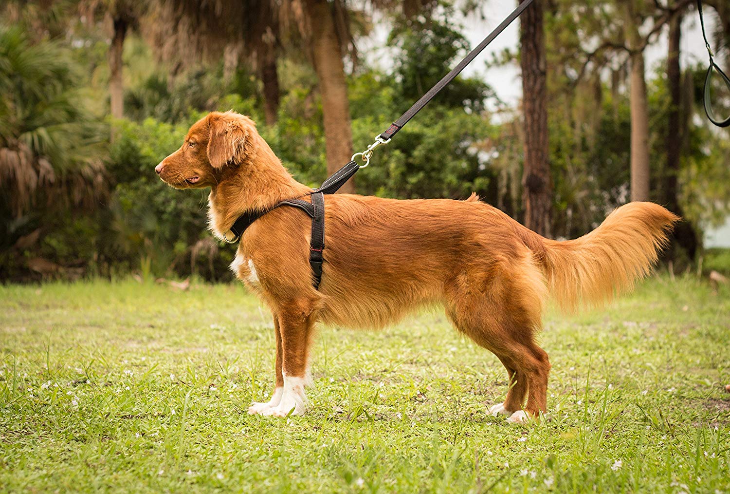 Why Choose a No Pull Dog Harness?