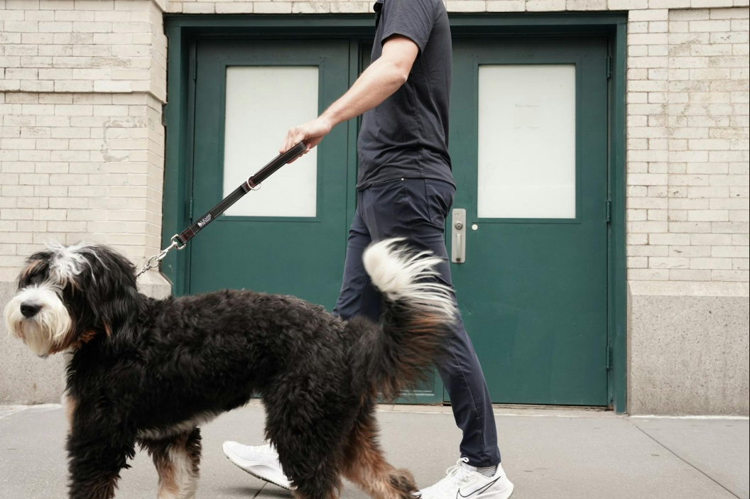 man walking black furry dog with a leash