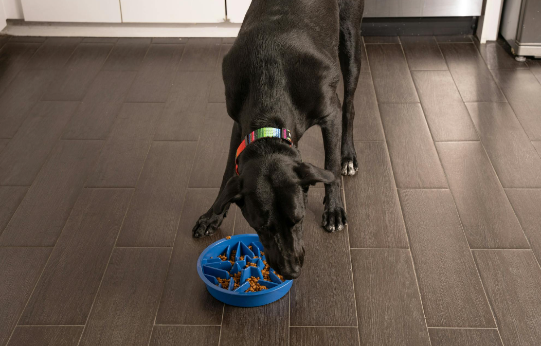 Reasons You Should Try a Slow Feed Dog Bowl for Your Furry Friend