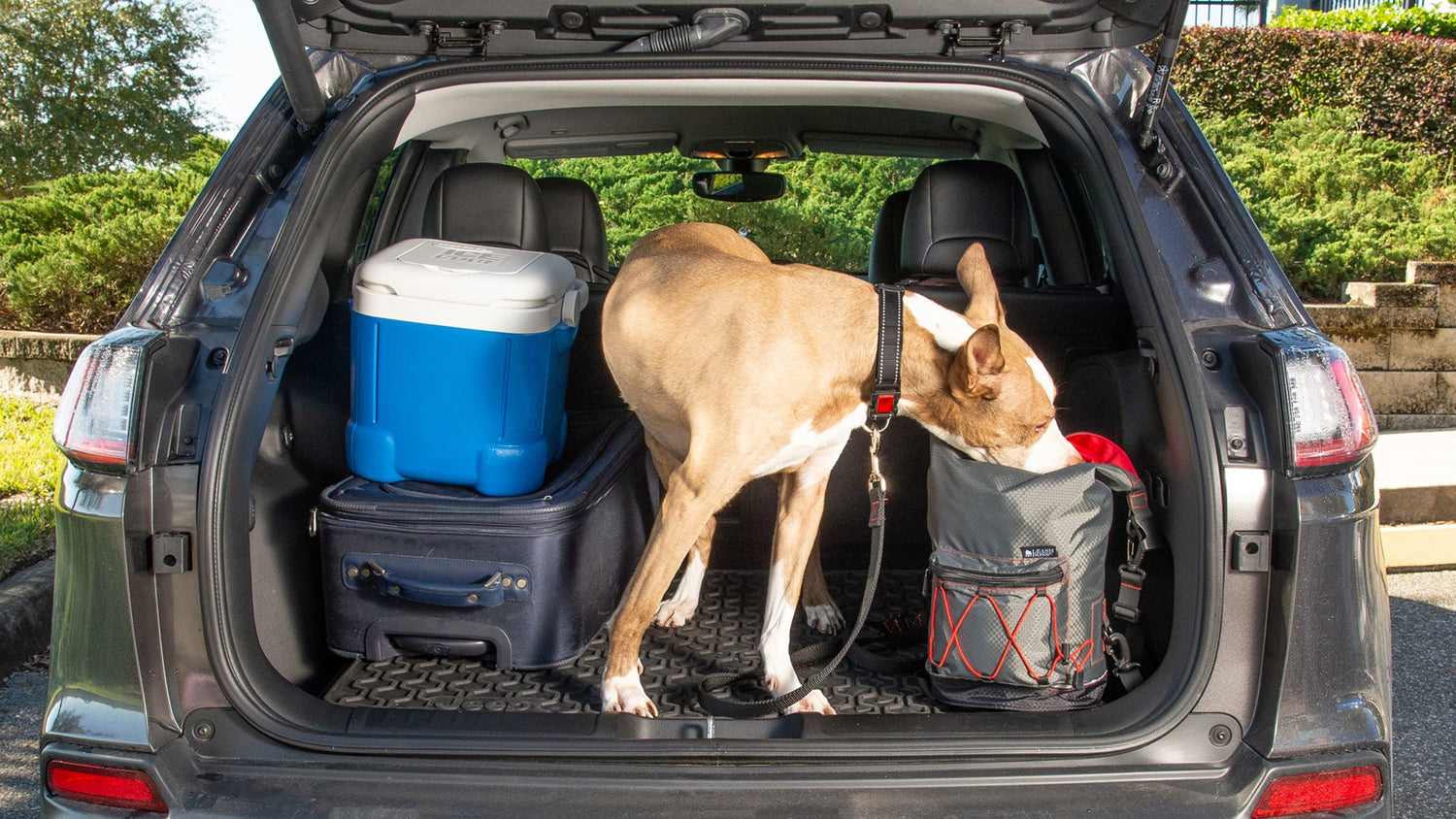 Leashboss travel and outdoor gear for dogs, including portable bowls, travel leashes, and car seat belts, designed for convenience, safety, and durability during trips and outdoor adventures