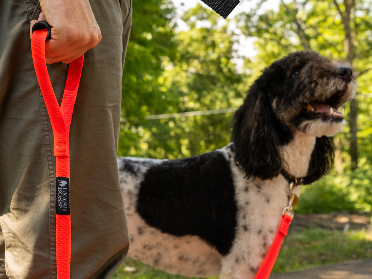 High-quality, durable Leashboss dog leash, designed for strength and comfort, displayed on a dog during a walk, offering control and security for various outdoor activities