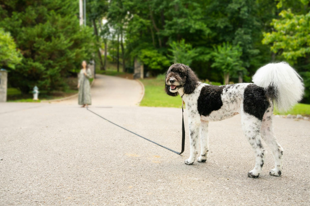 Dog wearing a Leash Boss training leash, walking calmly beside its owner outdoors, demonstrating leash training techniques for better control and behavior