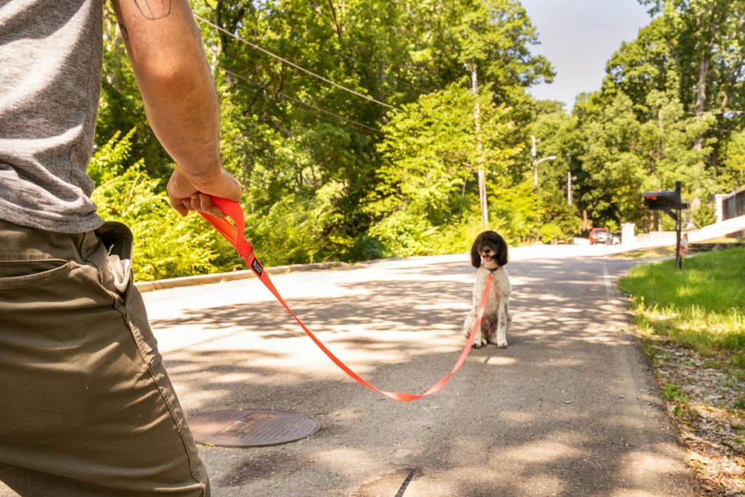 Long Dog Leashes for Training & Exercise