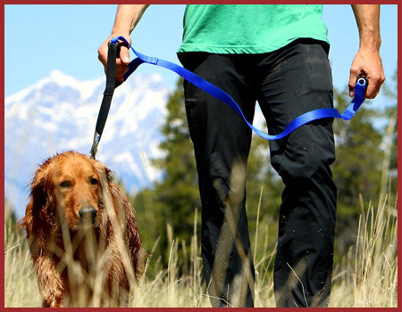 Two Handle Dog Leashes for Large Dogs