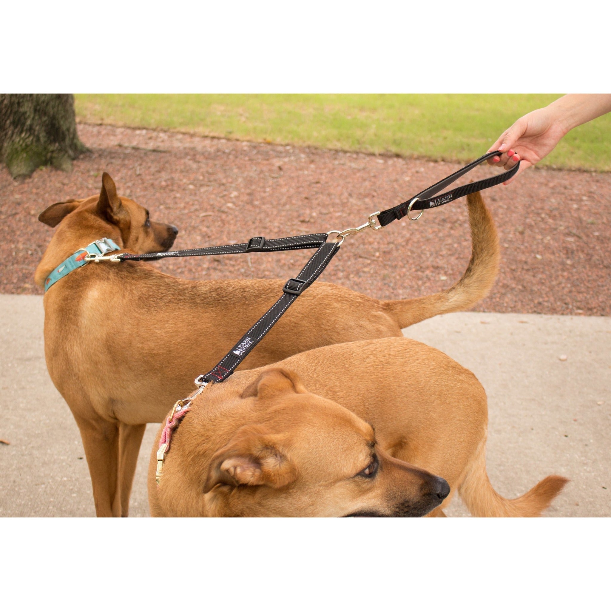 Dog Leashes for Two Dogs