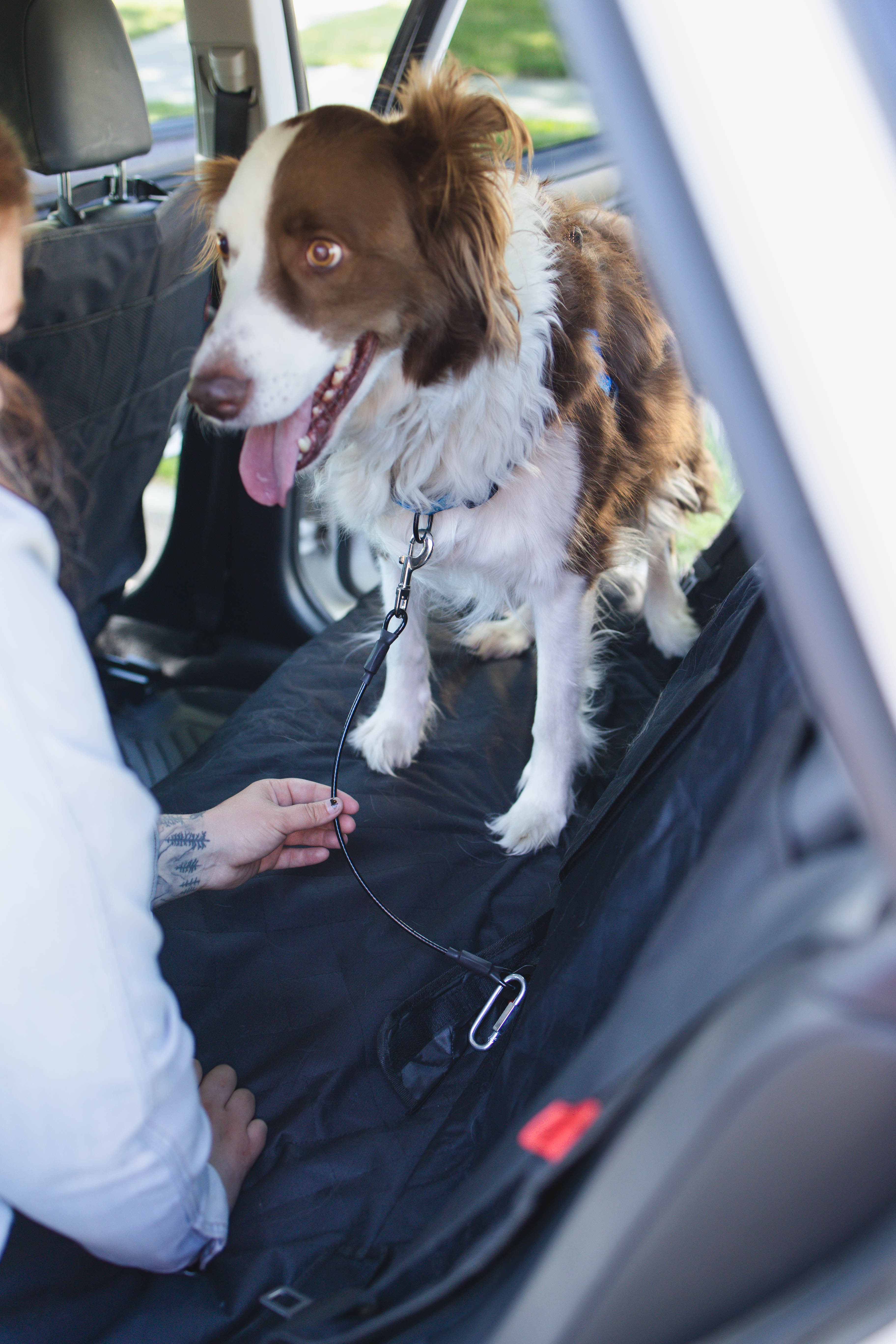Chew-Proof Dog Seatbelt