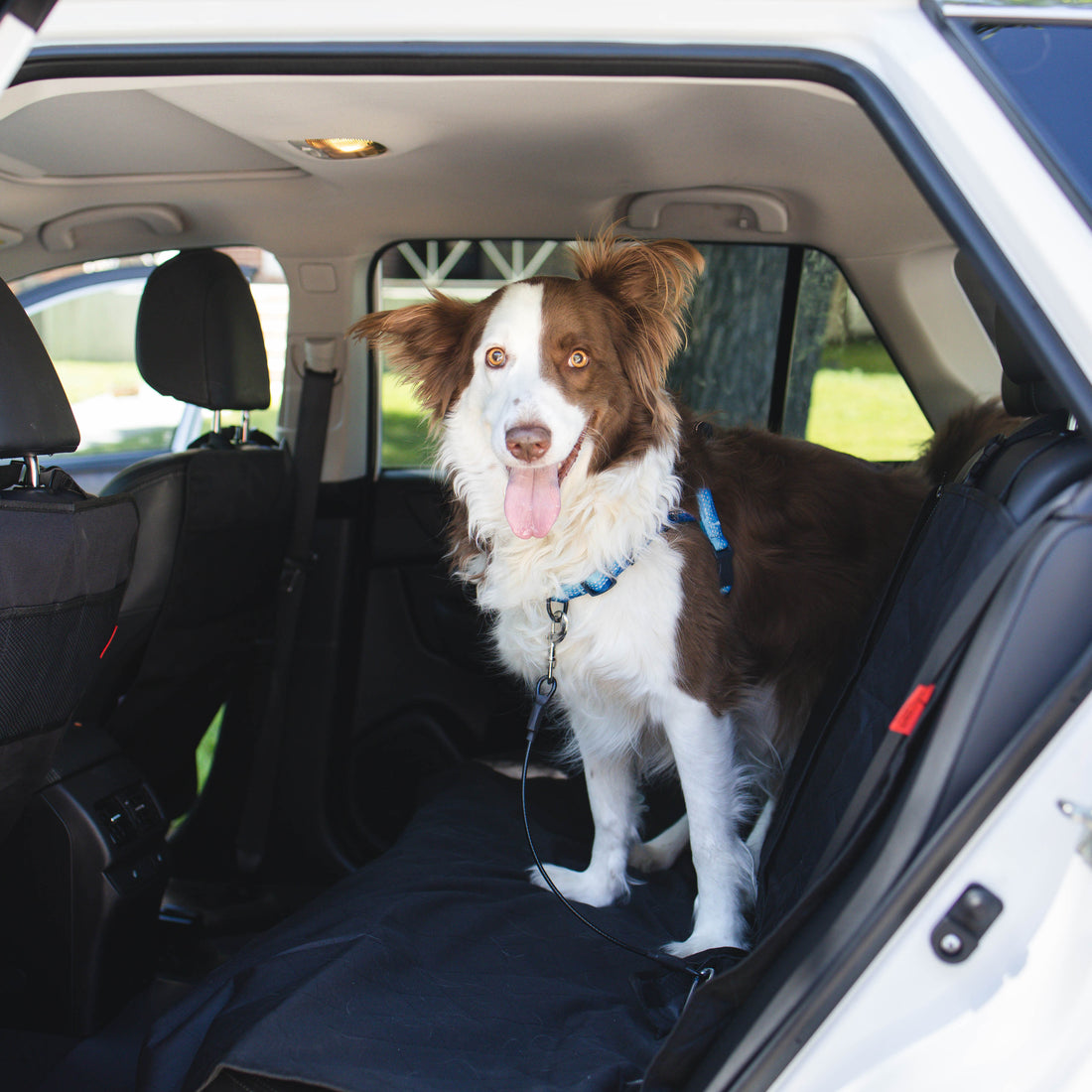 Chew-Proof Dog Seatbelt
