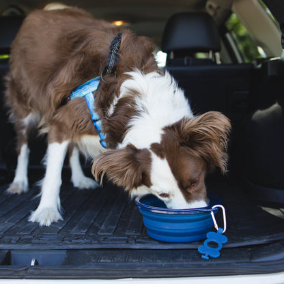 Collapsible Dog Bowl