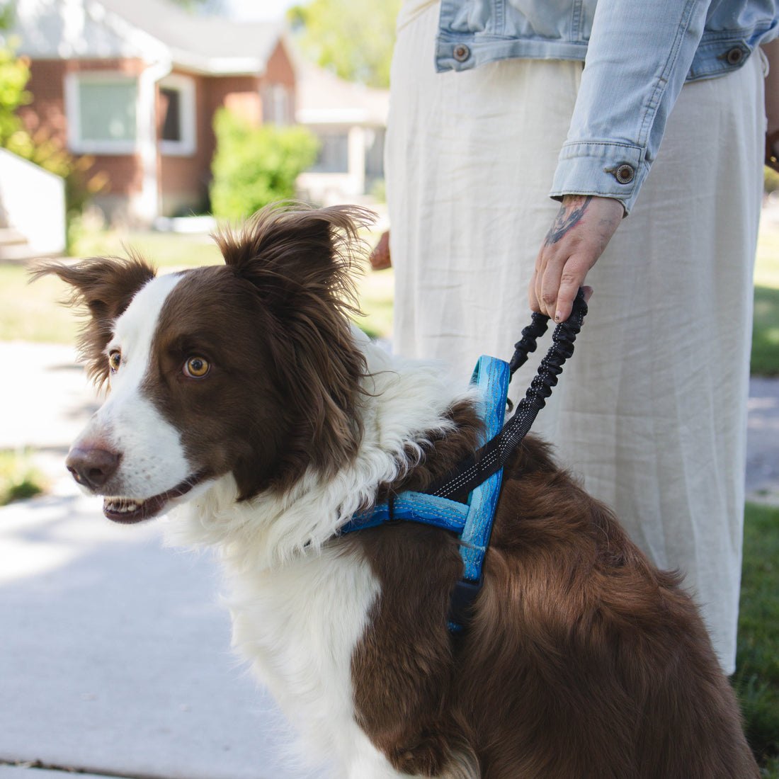 No-Pull Dog Harness