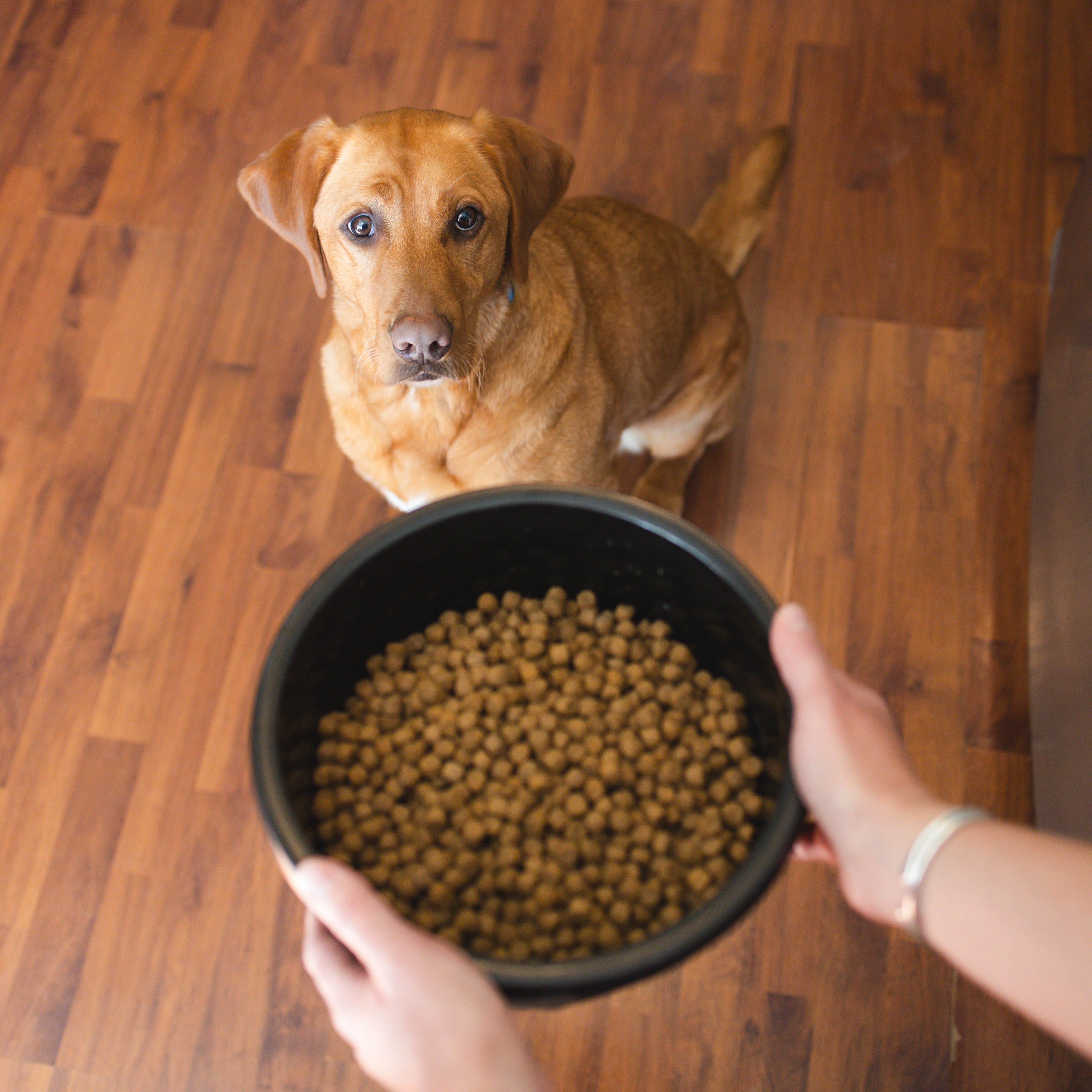 Extra Large Dog Bowl