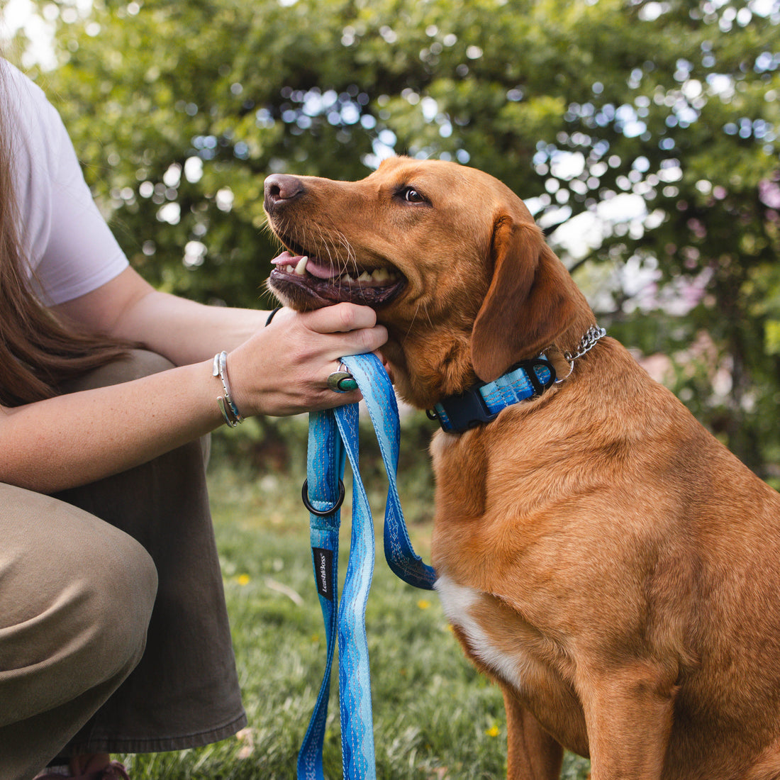 Chain Martingale Dog Collar