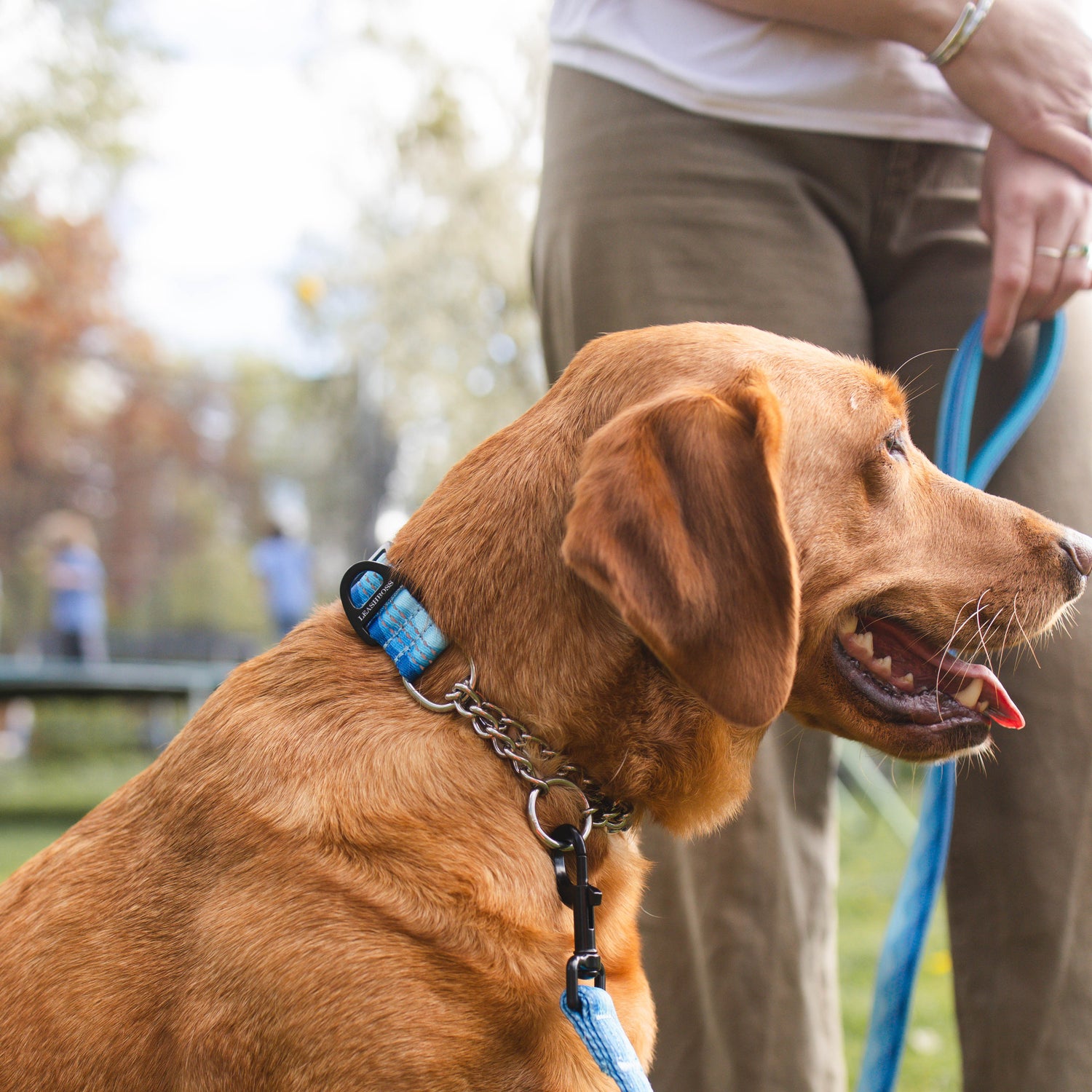 Chain Martingale Dog Collar