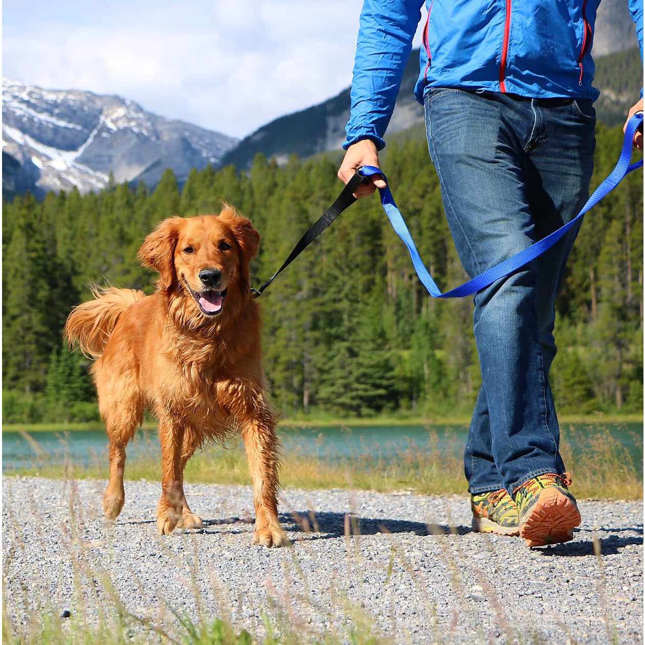 pulling dog leash