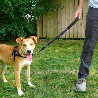 dog using two foot leash