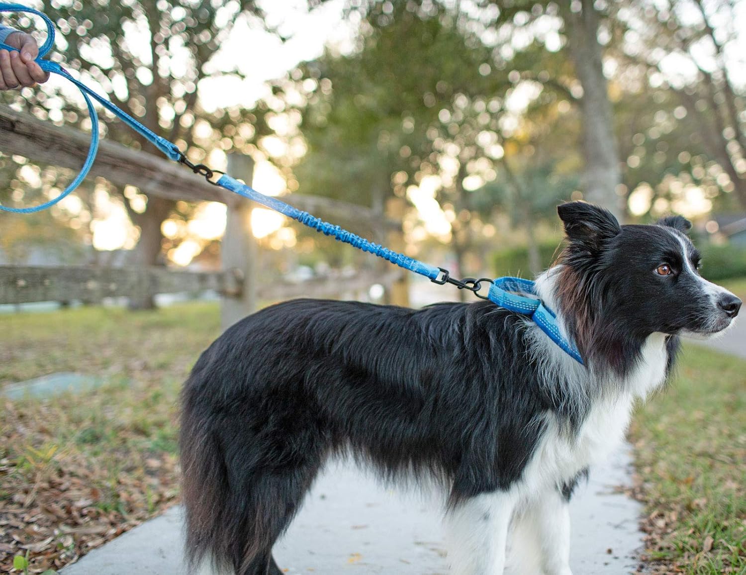 Patterned 18&quot; Shock Absorbing Bungee Leash Extender - Pattern Collection