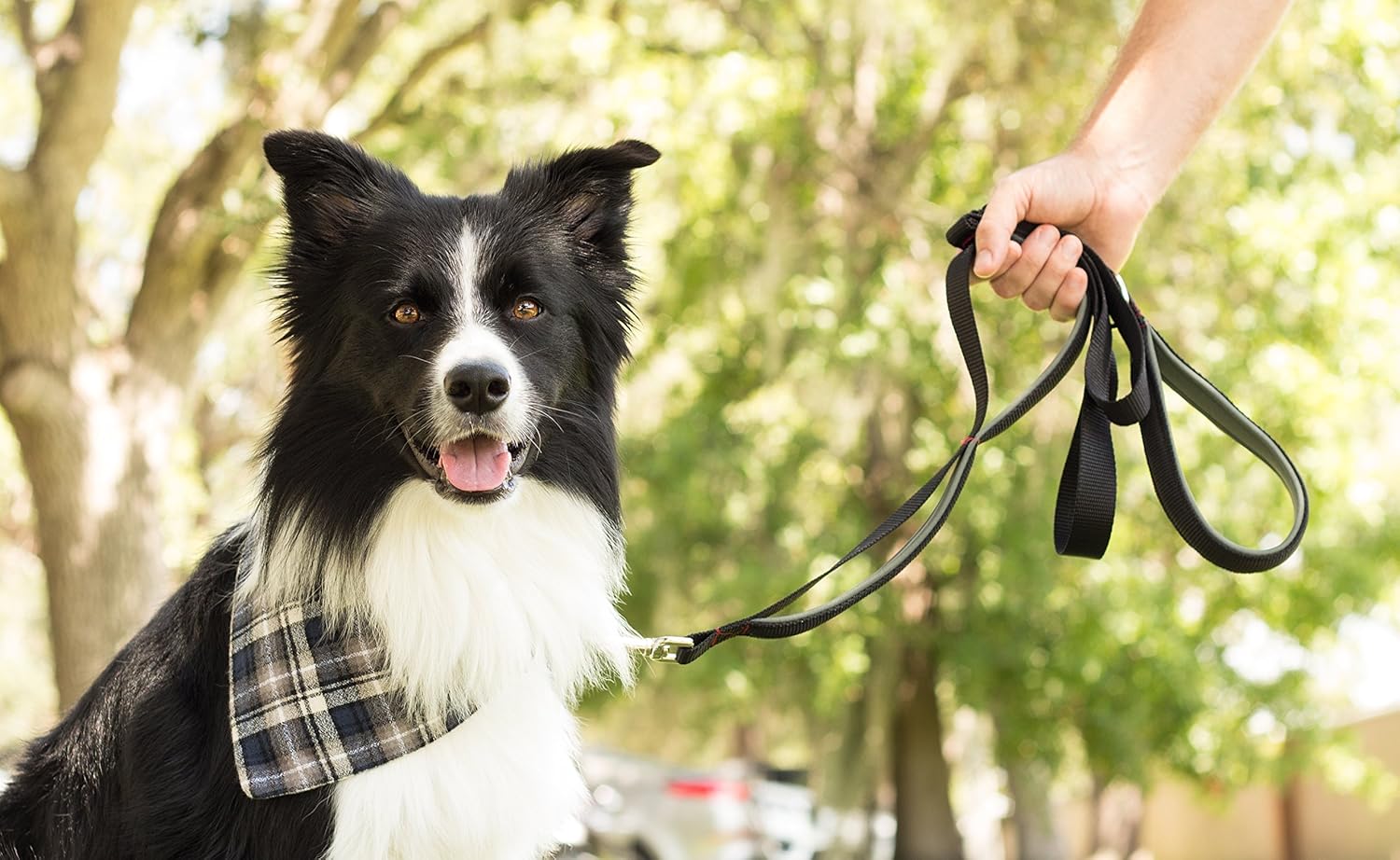 dog on leash