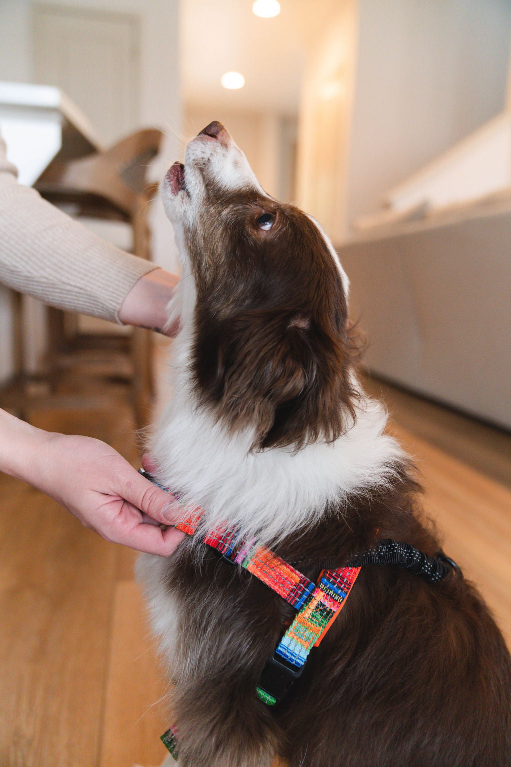 No-Pull Dog Harness