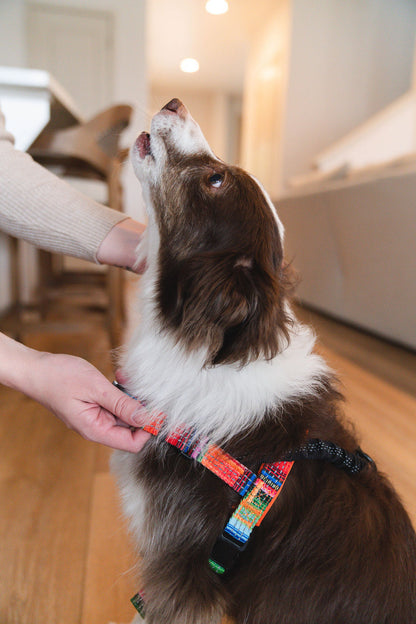 No-Pull Dog Harness