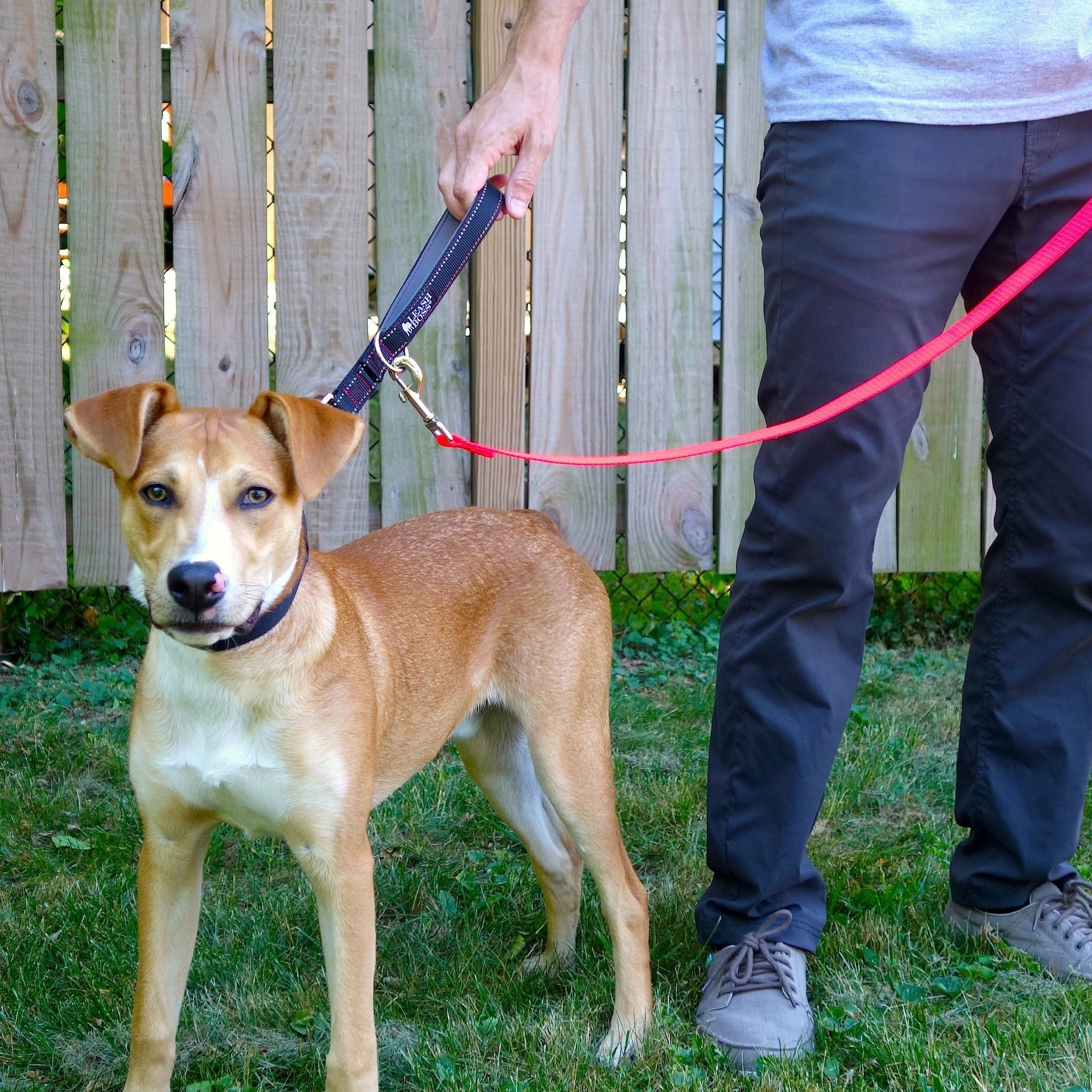 dog with leash attached to another leash