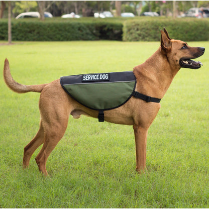 dog wearing tactical service vest